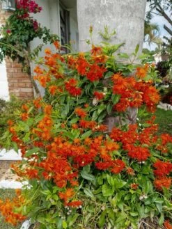 Mexican Flame Vine Best Pollinator Ships Free.