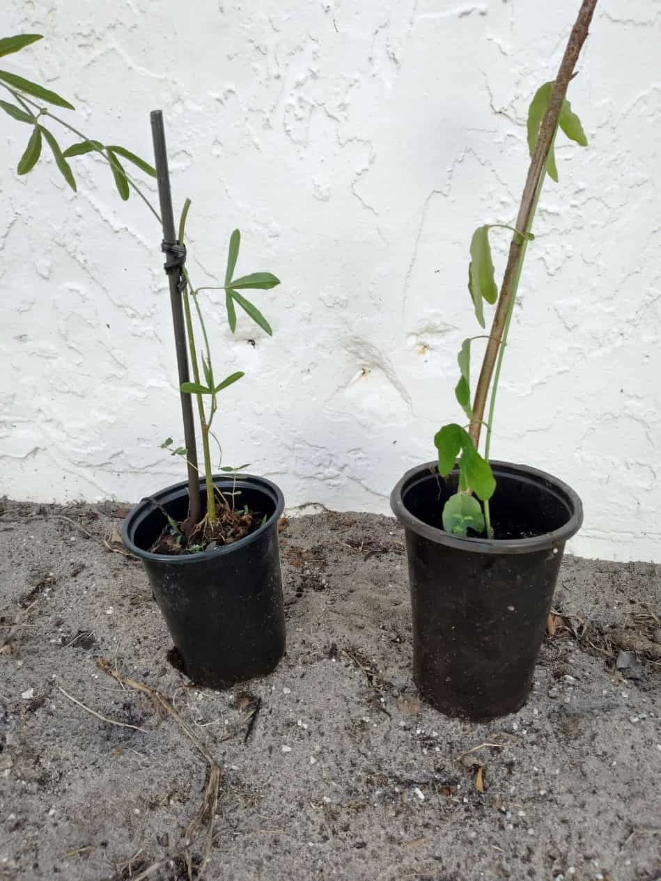 Passiflora Incarnata Maypop Passion Flower Vine Ships Free. - Image 2