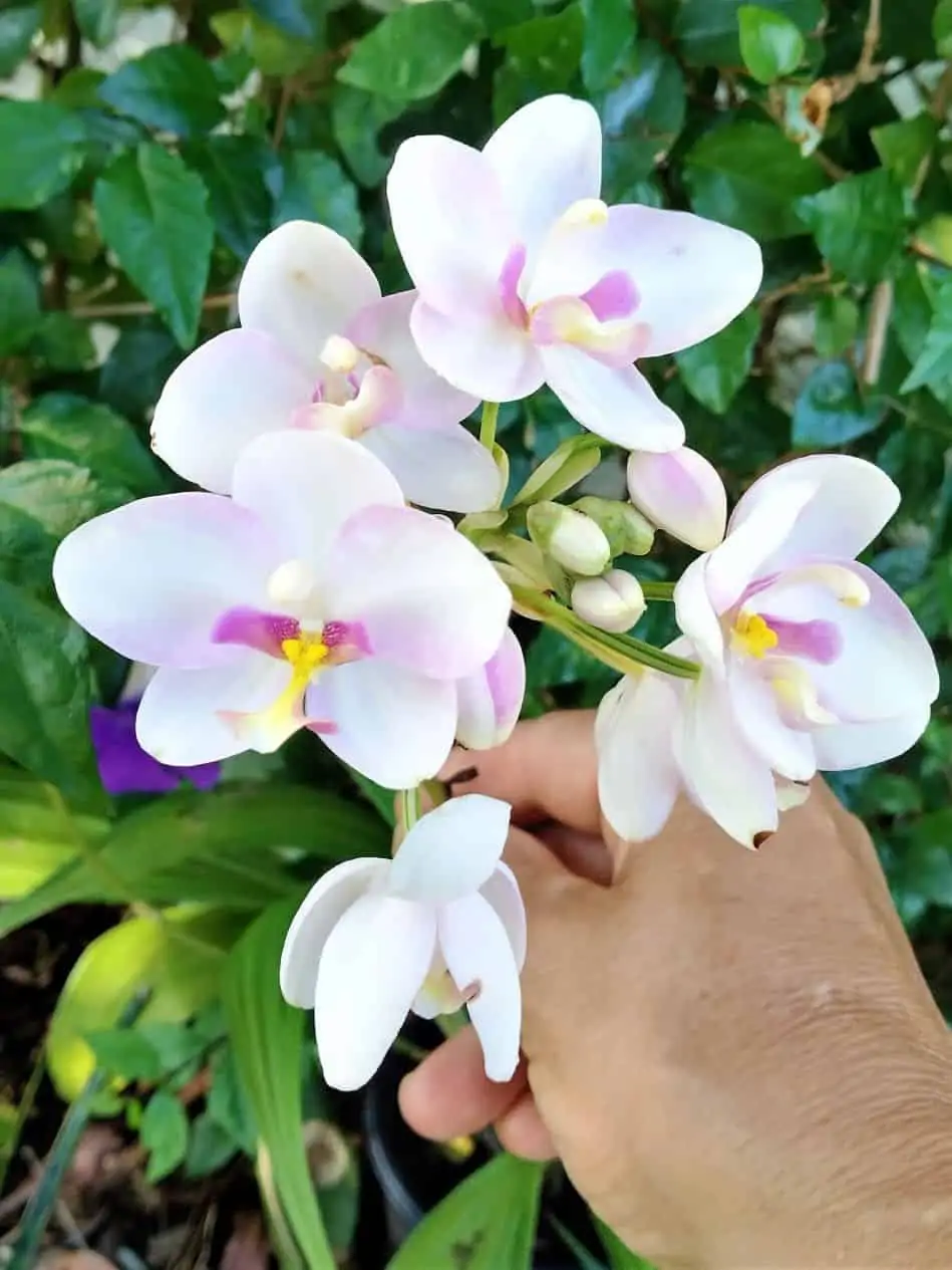 Ground Orchid Spathoglottis Pink Ships Free. - Image 2