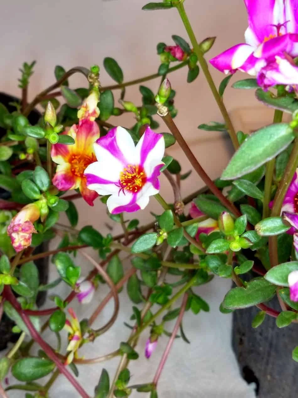 Purslane Edible "Raspberry Parfait" Herb Ships Free. - Image 3