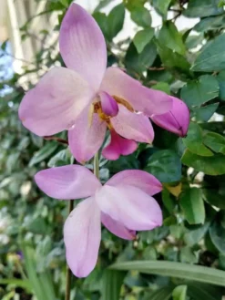 Ground Orchid Spathoglottis Lavender Ships Free.