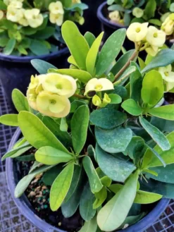 Rare Tradescantia Bunny Bellies Ship Free.