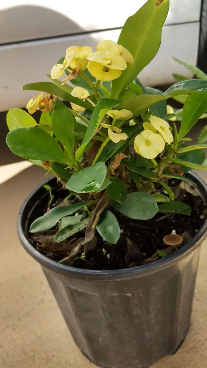 Euphorbia Milli Yellow Crown Of Thorns Ship Free. - Image 3