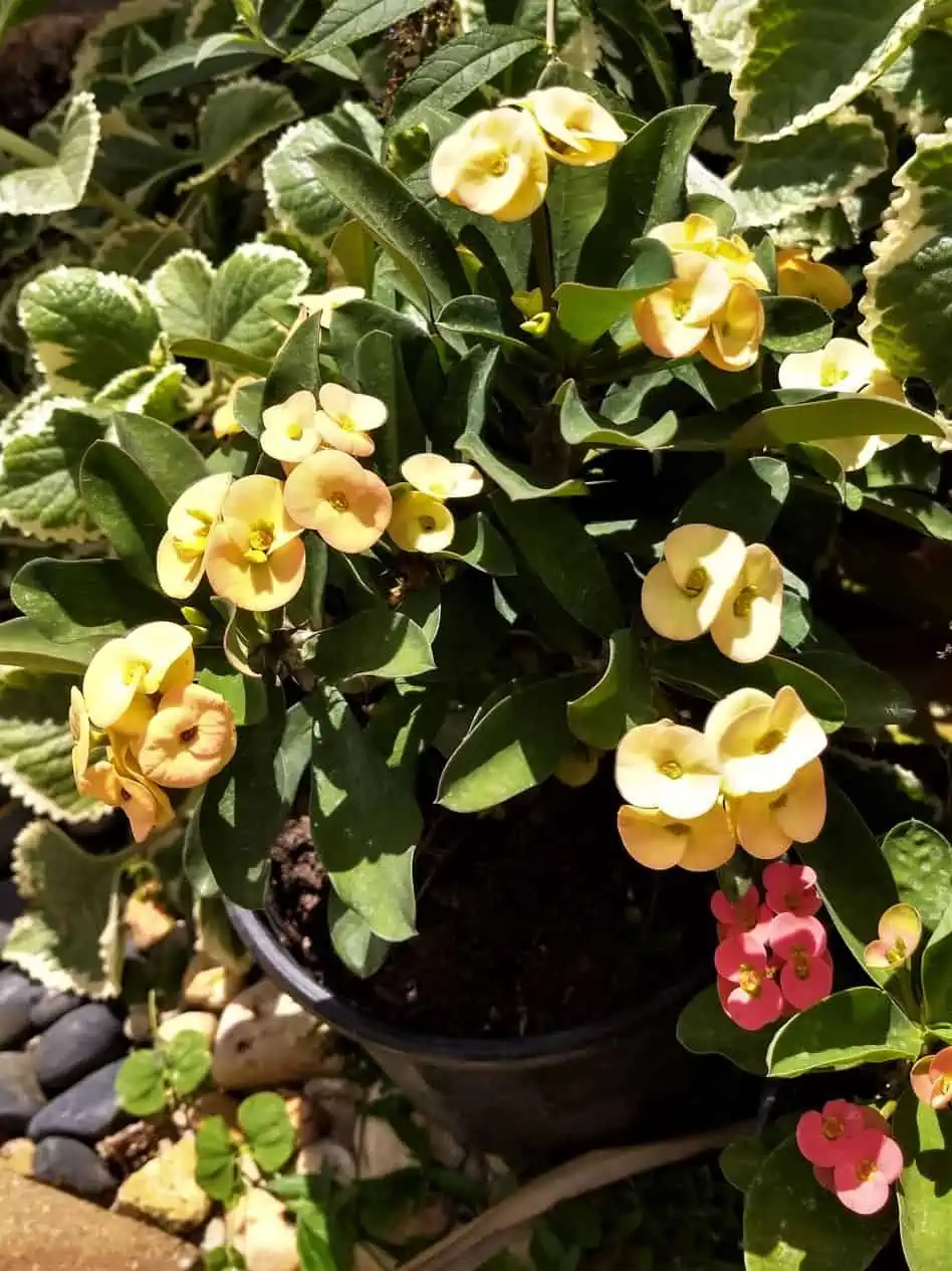 Euphorbia Milli Yellow Crown Of Thorns Ship Free. - Image 2