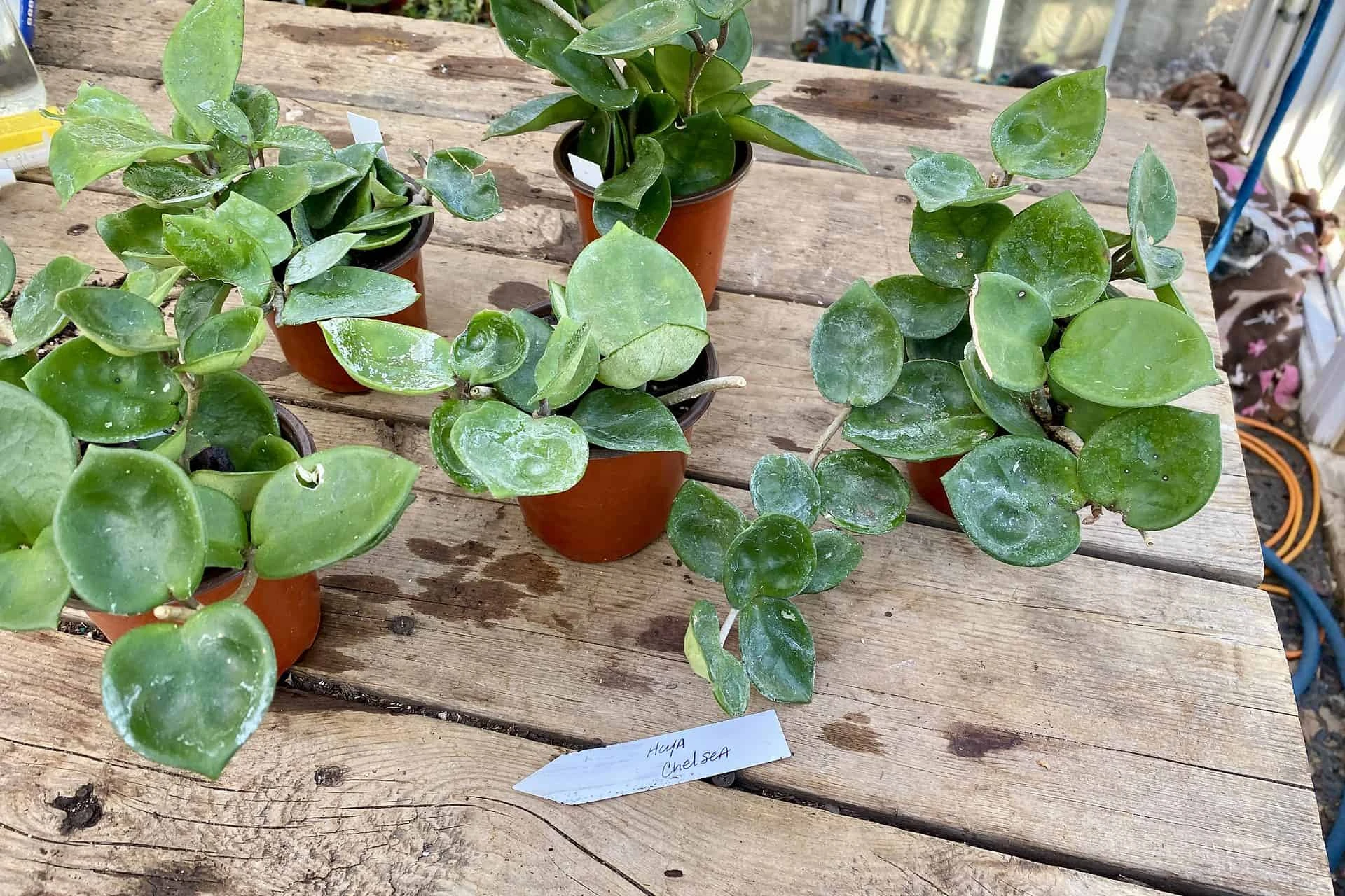 Hoya Chelsea Wax Flower Porcelain Flower 3 Inch Pot Plant - Image 6