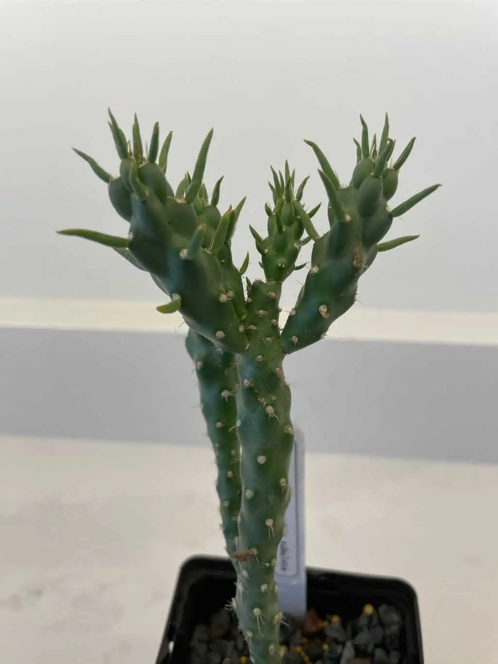 Cylindropuntia Imbricata 'Guadalupe' - Hardy To Zone 5a!