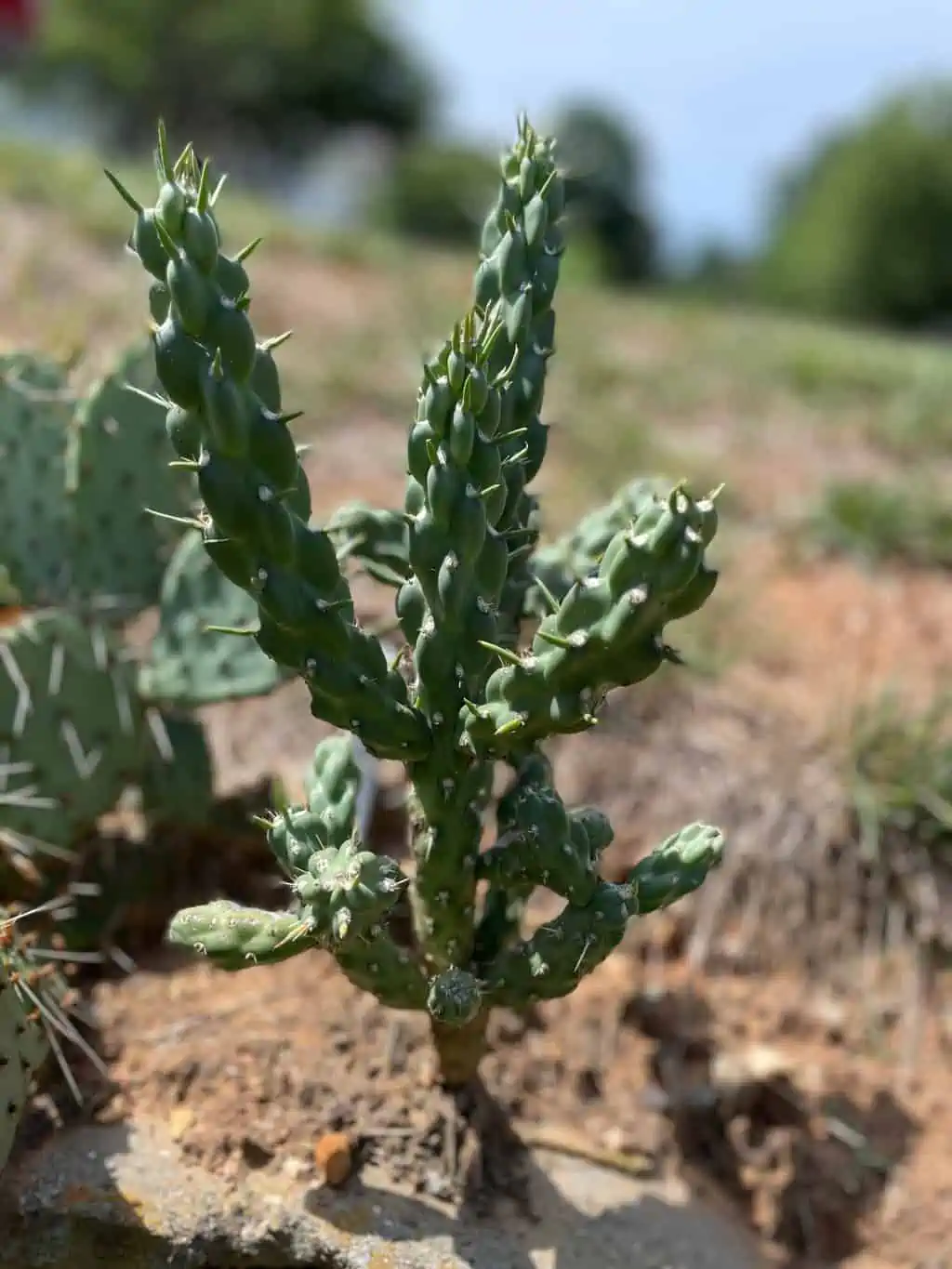Cylindropuntia Imbricata 'Guadalupe' - Hardy To Zone 5a! - Image 3