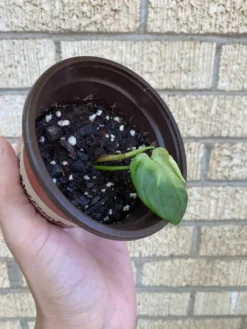 Philodendron ‘Fuzzy Petiole’