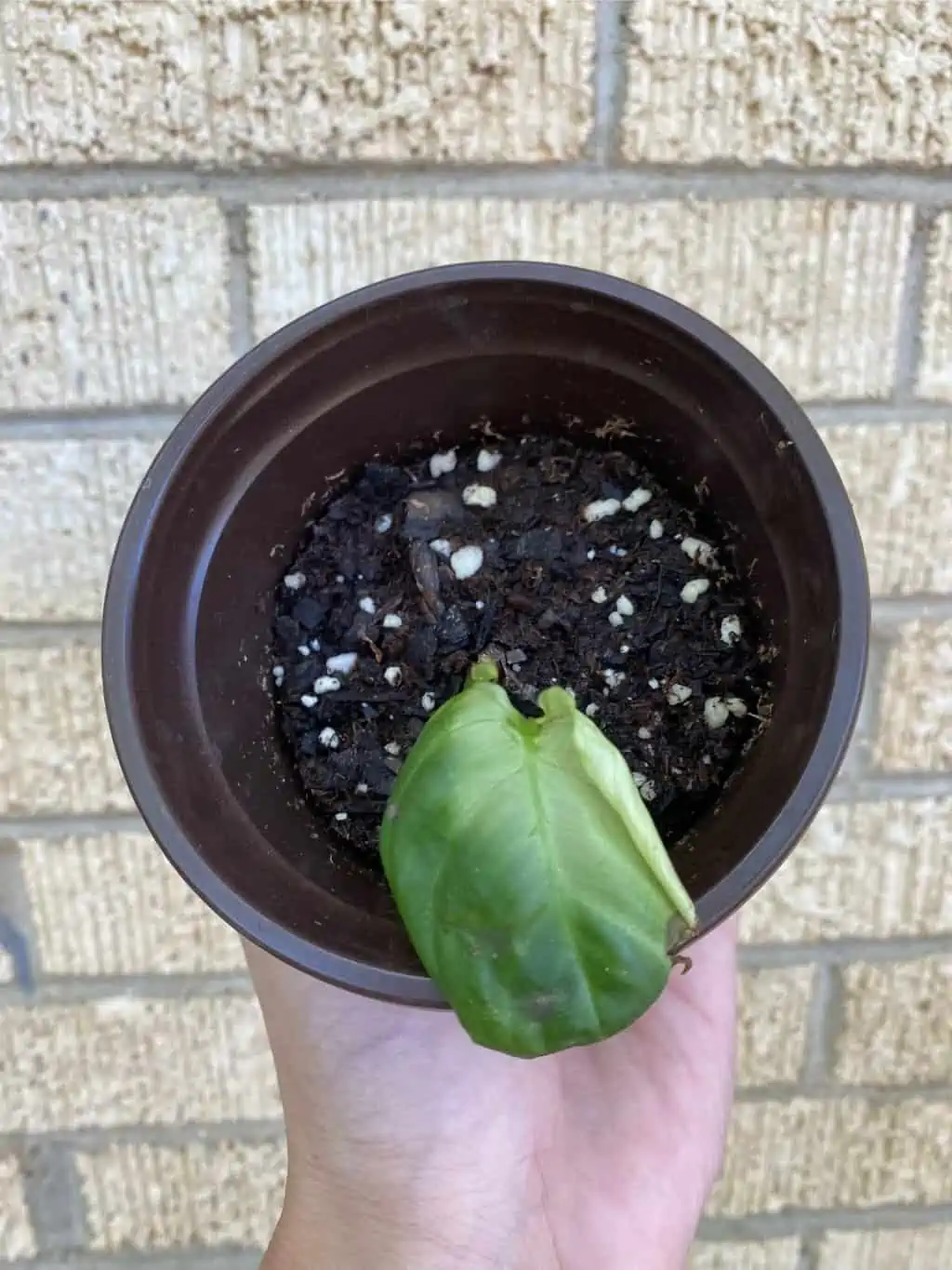 Philodendron ‘Fuzzy Petiole’ - Image 4