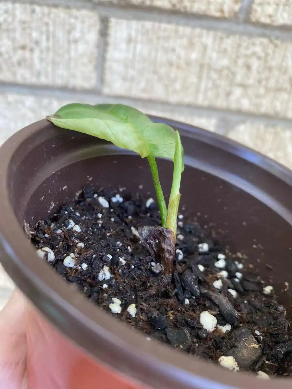 Philodendron ‘Fuzzy Petiole’ - Image 6