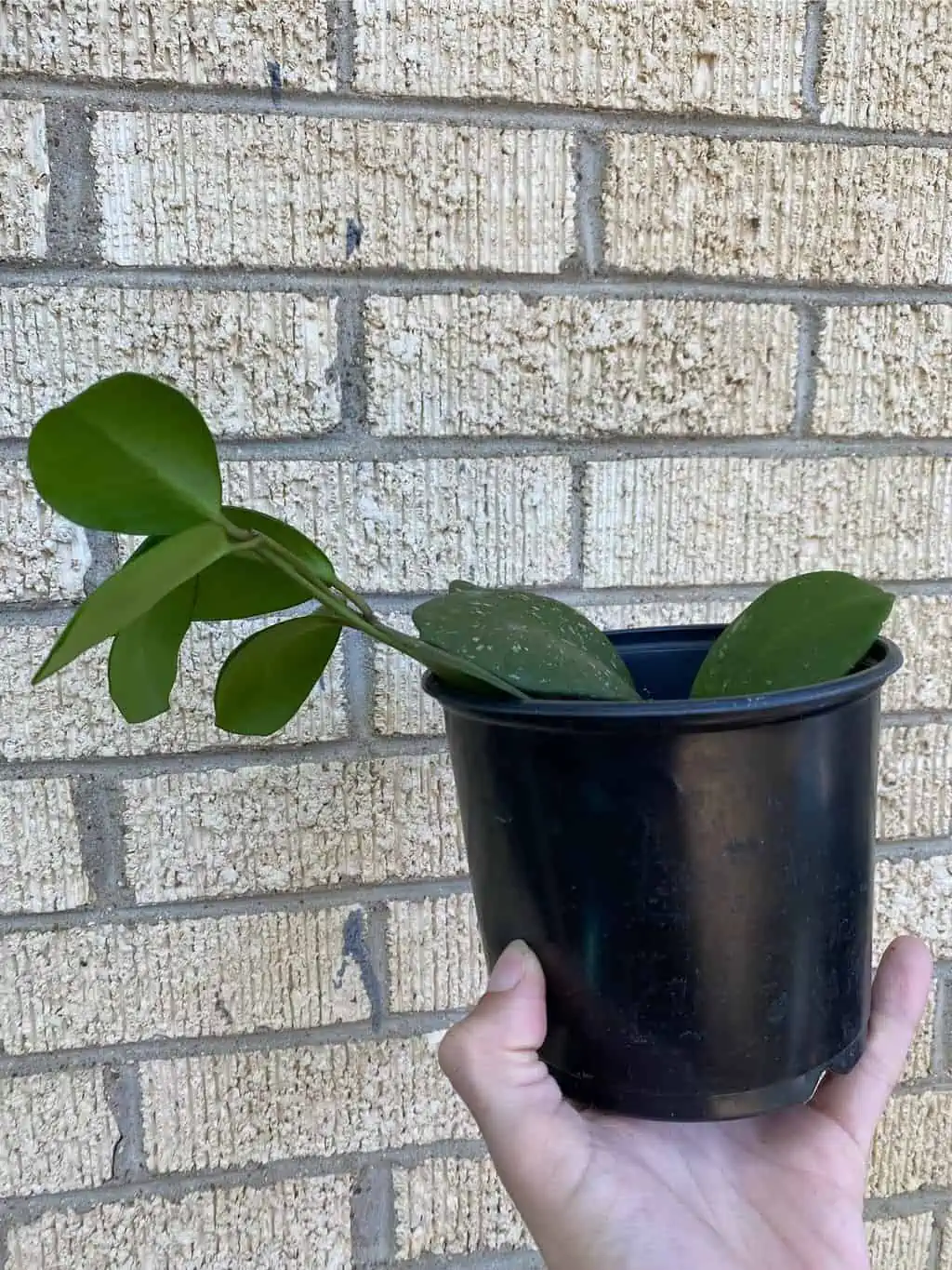 Hoya ‘Obovata’ - Image 2