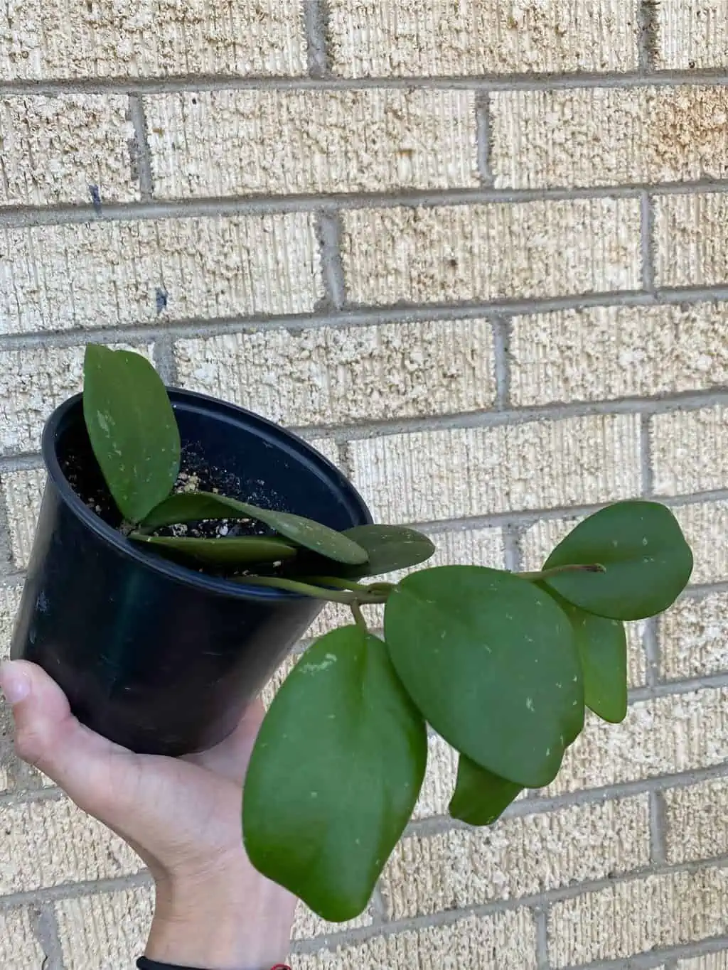 Hoya ‘Obovata’ - Image 5