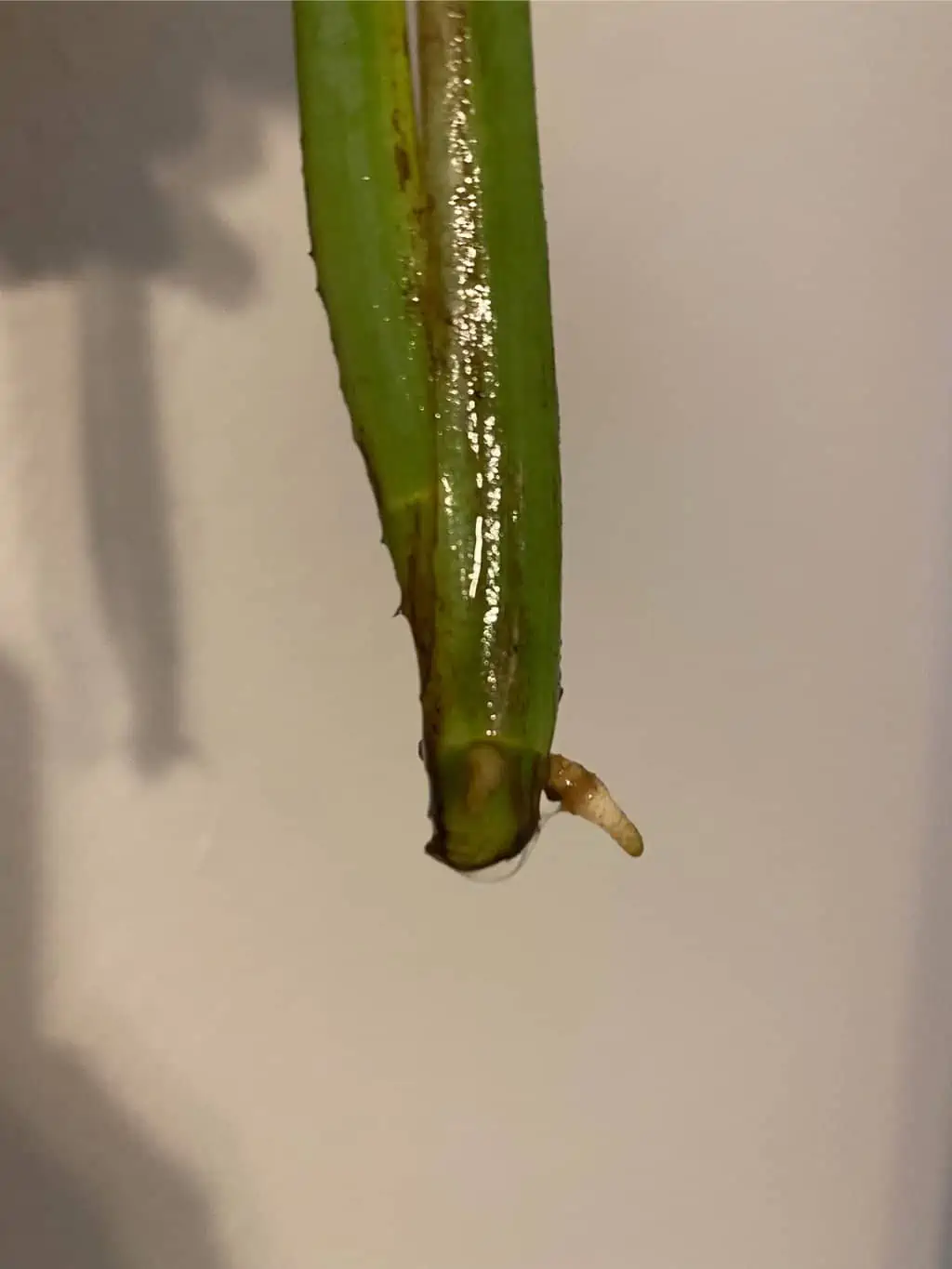 Syngonium Chiapense - Image 2