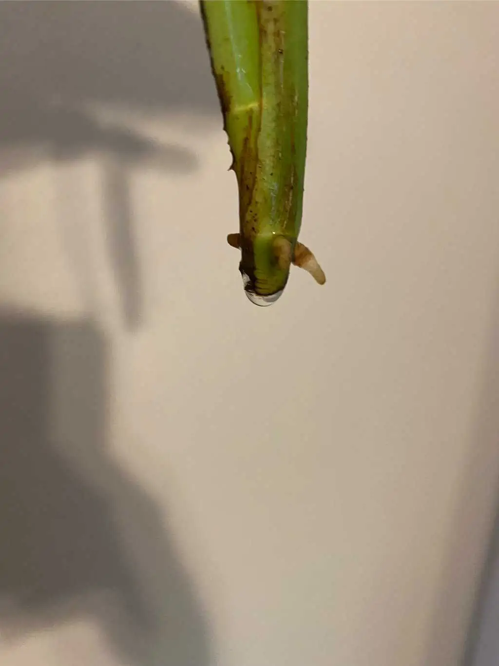 Syngonium Chiapense - Image 3