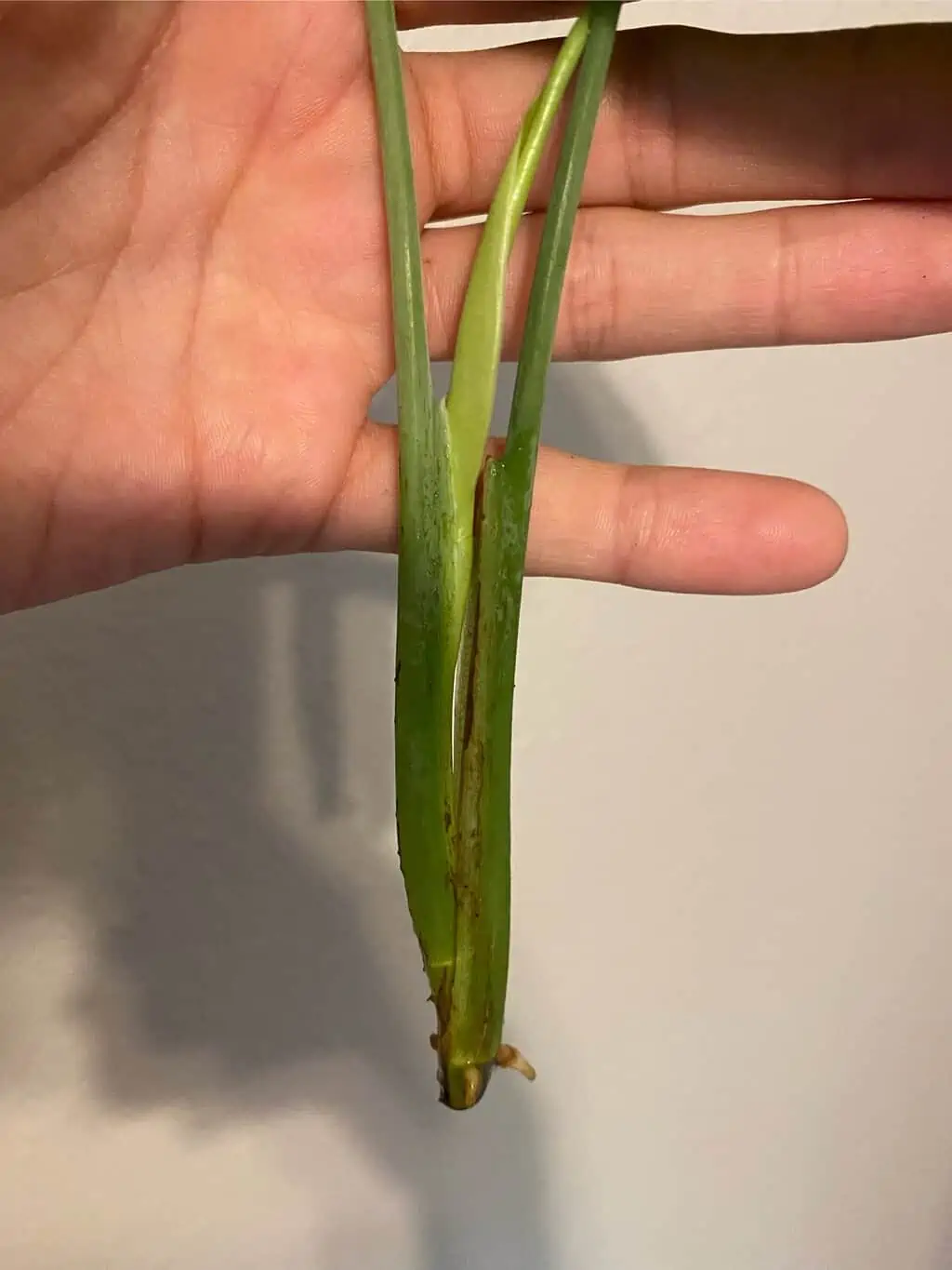 Syngonium Chiapense - Image 4