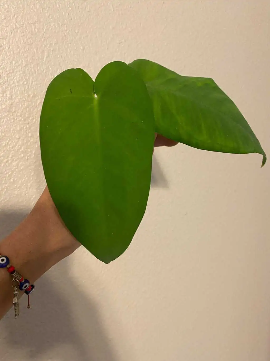 Syngonium Chiapense - Image 6