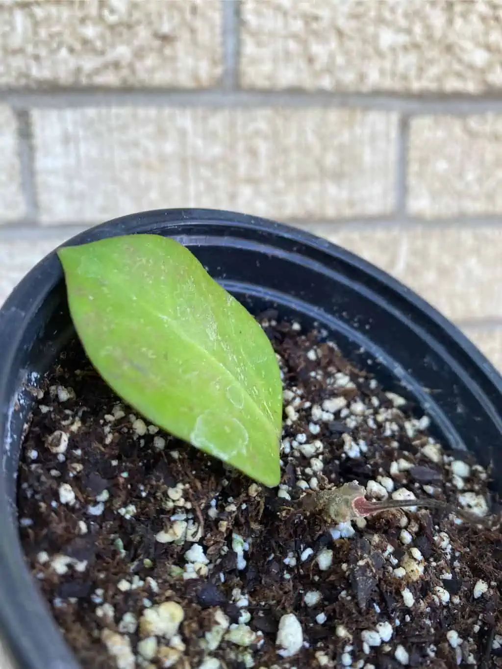 Hoya AH006 ‘Big Leaves’ - Image 2