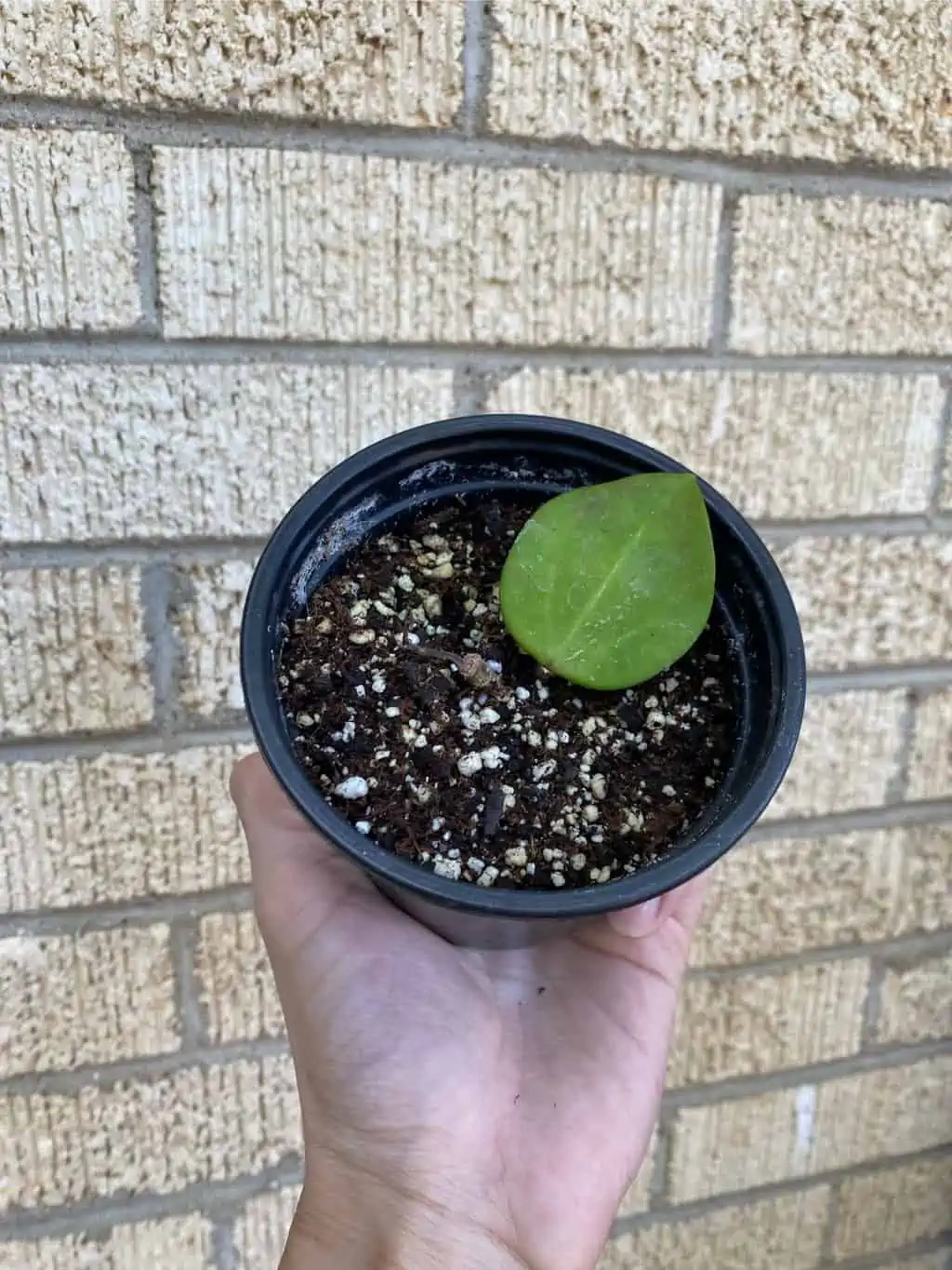 Hoya AH006 ‘Big Leaves’ - Image 3