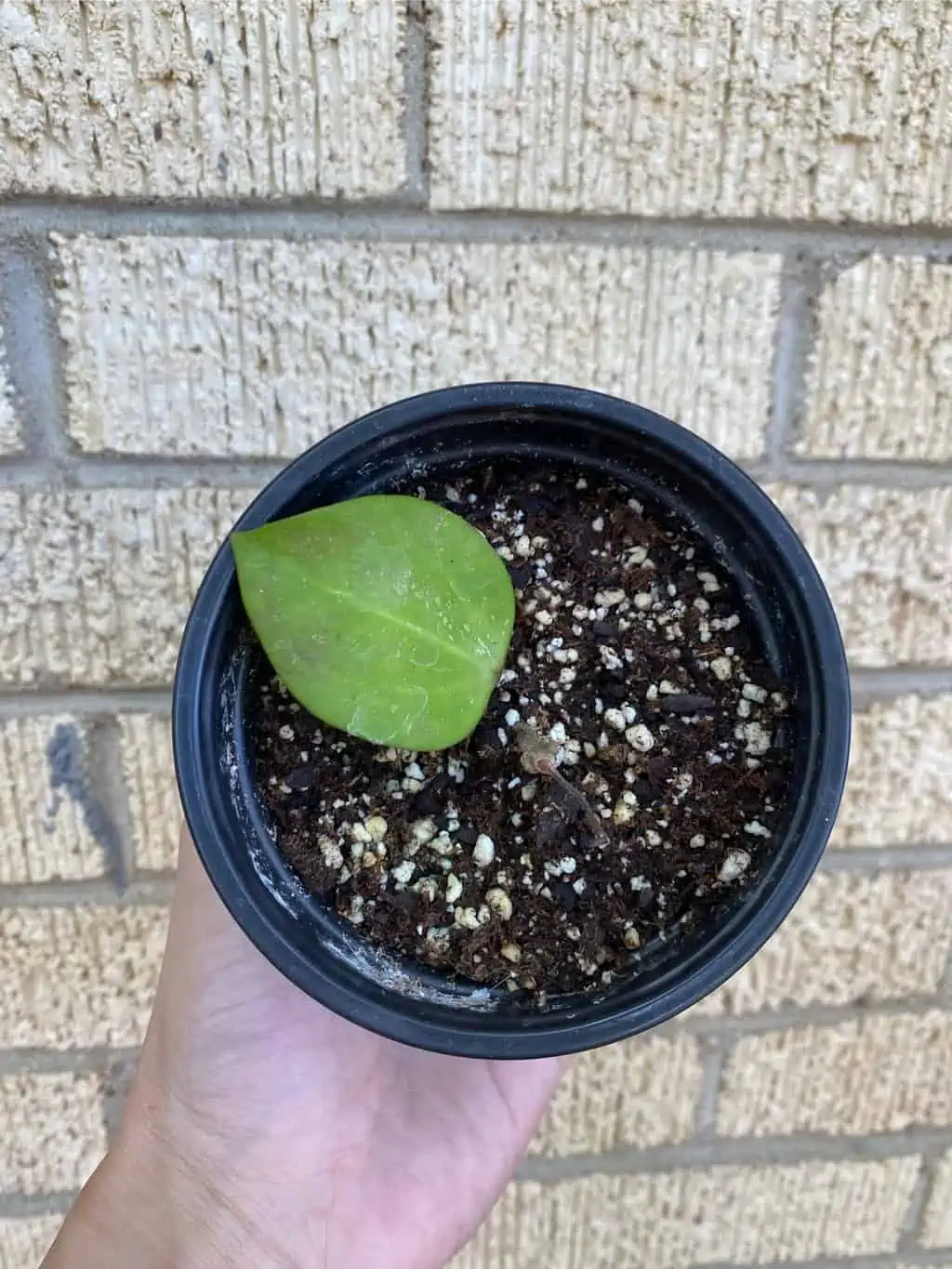 Hoya AH006 ‘Big Leaves’ - Image 6