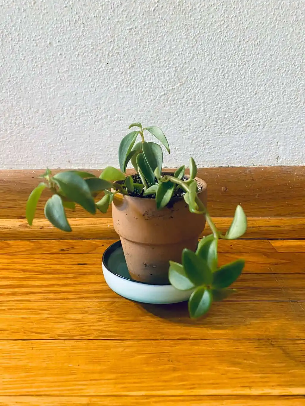 Elephant Bush (Portulacaria Afra) | Sienna - Image 2