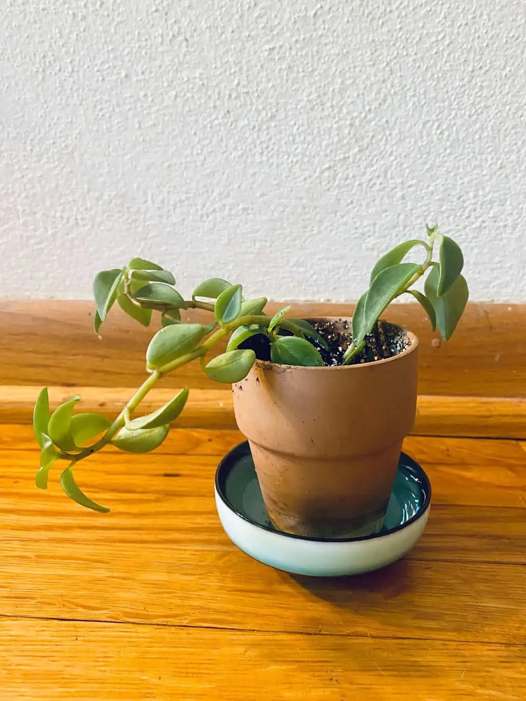 Elephant Bush (Portulacaria Afra) | Sienna - Image 3