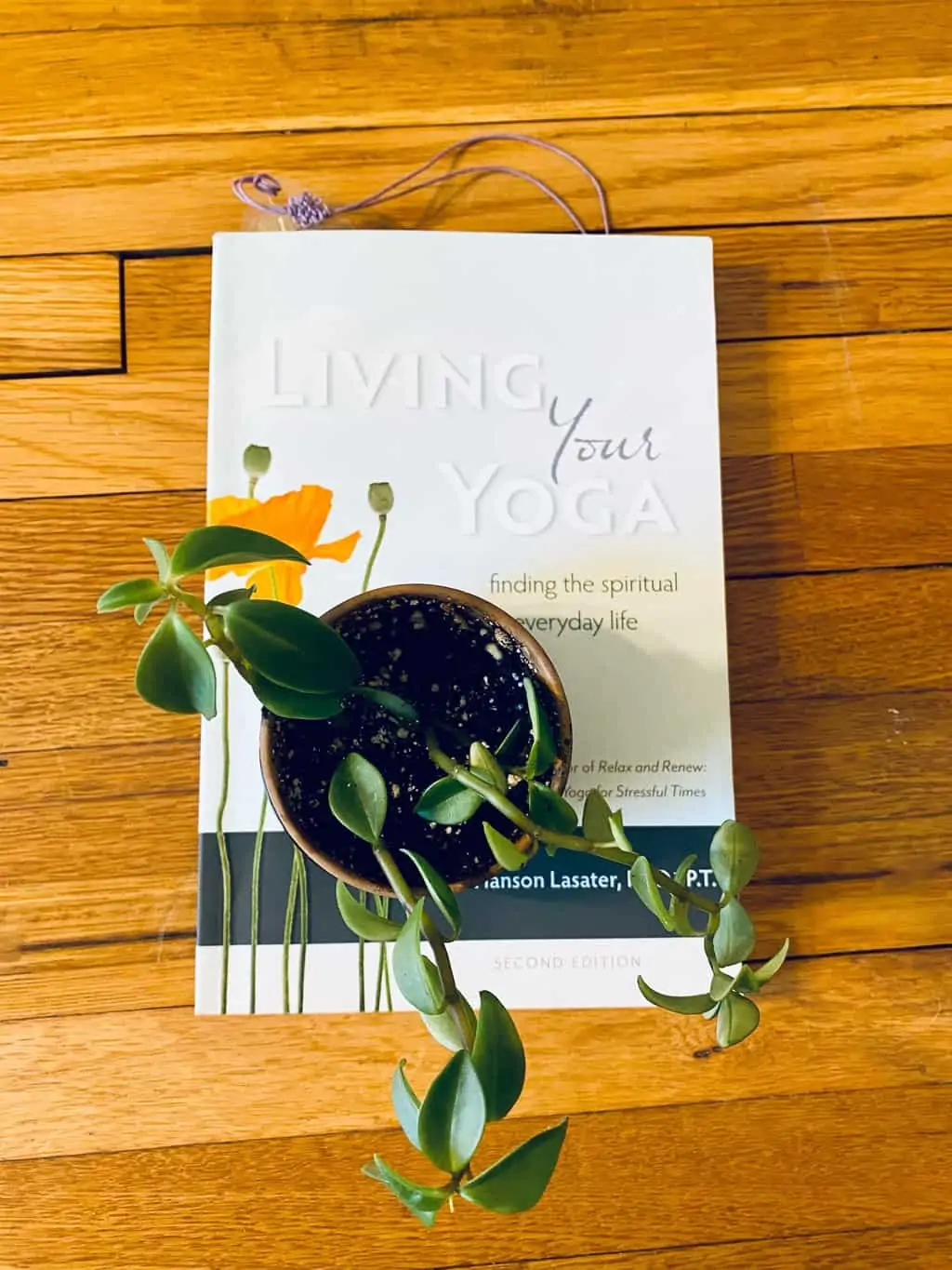 Elephant Bush (Portulacaria Afra) | Sienna - Image 6