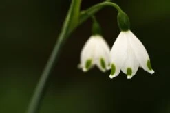 5 Summer Snowflake Bulbs For Planting White Weeping Flowers