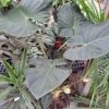 Regal Shield Alocasia