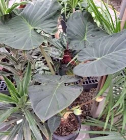 Regal Shield Alocasia