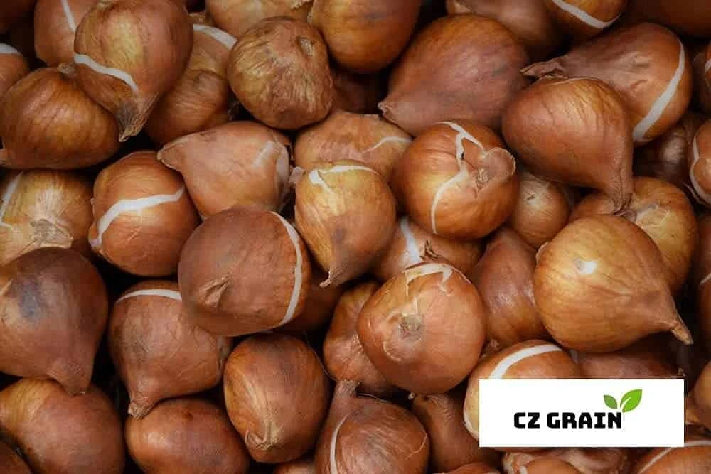 10 Spryng Break Rembrandt Tulip Bulbs For Planting - Image 2