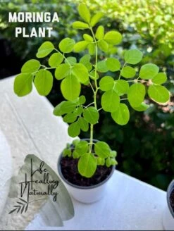Organic Moringa Oleifera The Miracle Tree