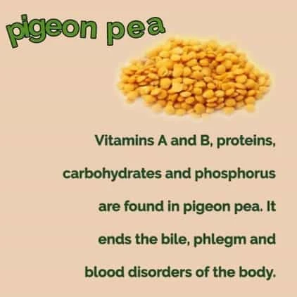 Organic Pigeon Pea Gandule Starter Plant - Image 2