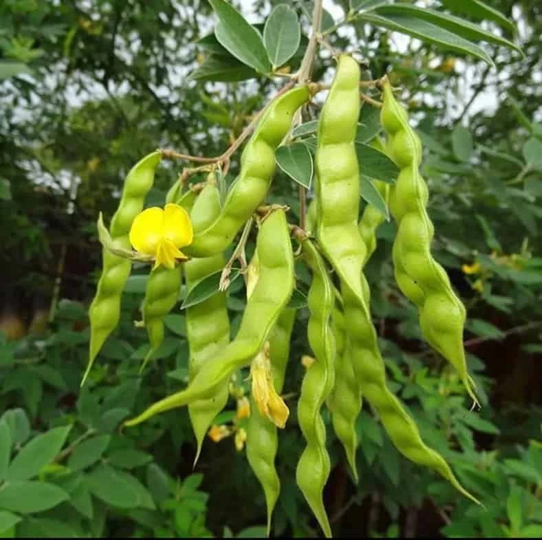 Organic Pigeon Pea Gandule Starter Plant - Image 3