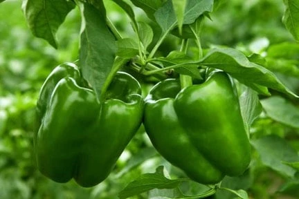 Organic Green Bell Peppers - Image 3