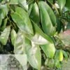 Organic SourSop Leaves