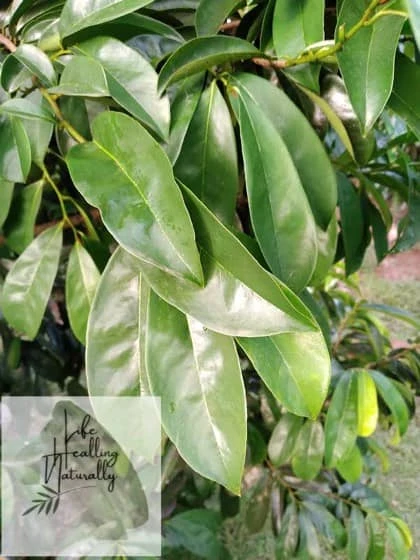 Organic SourSop Leaves