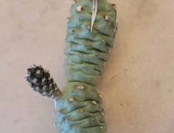 Tephrocactus Articulatus - Paper Spine Cactus 6 In. Cutting