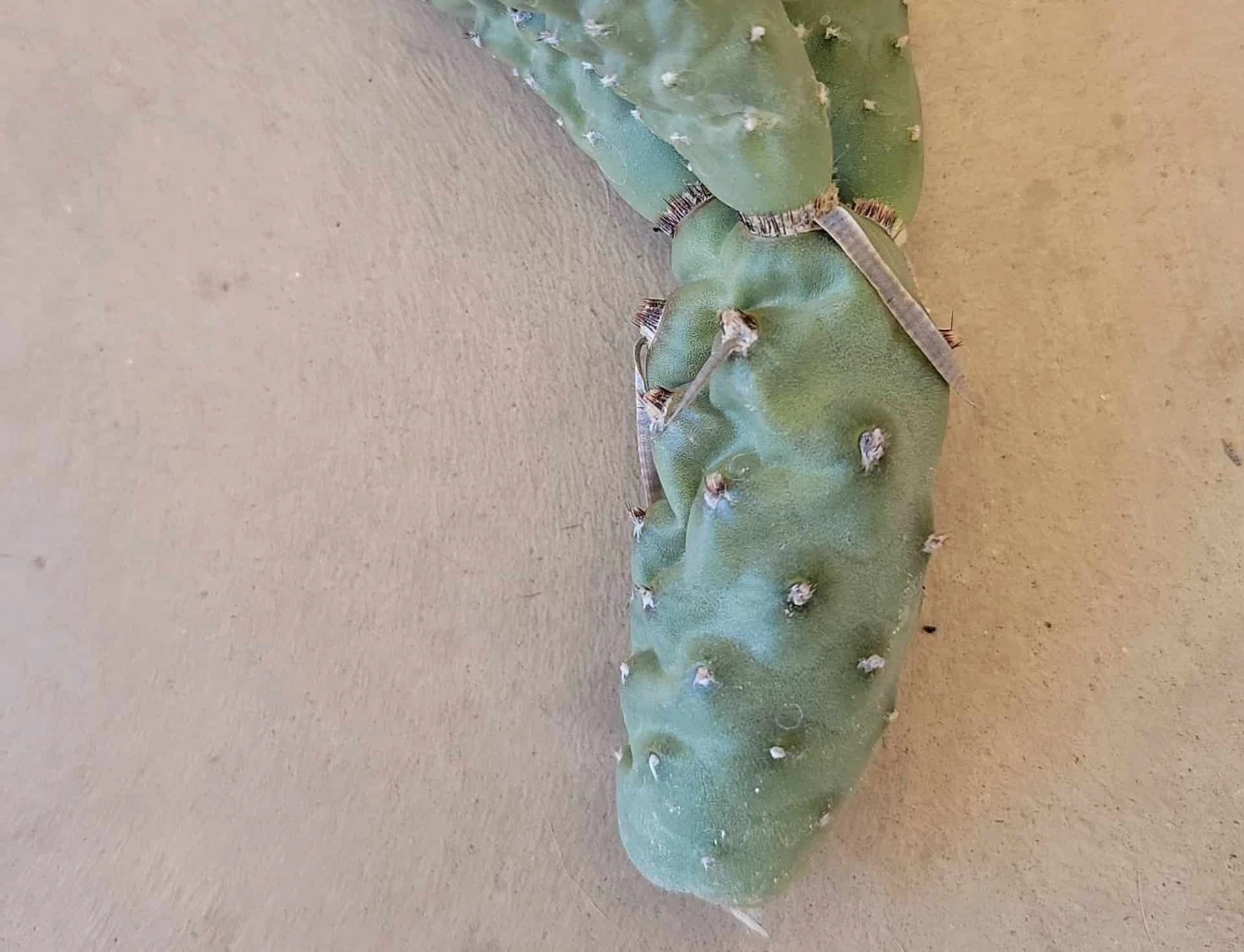 Tephrocactus Articulatus Paper Spine Cactus 6" Cutting