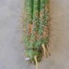 Golden Torch 7" Rooted Cutting Trichocereus Spachiana