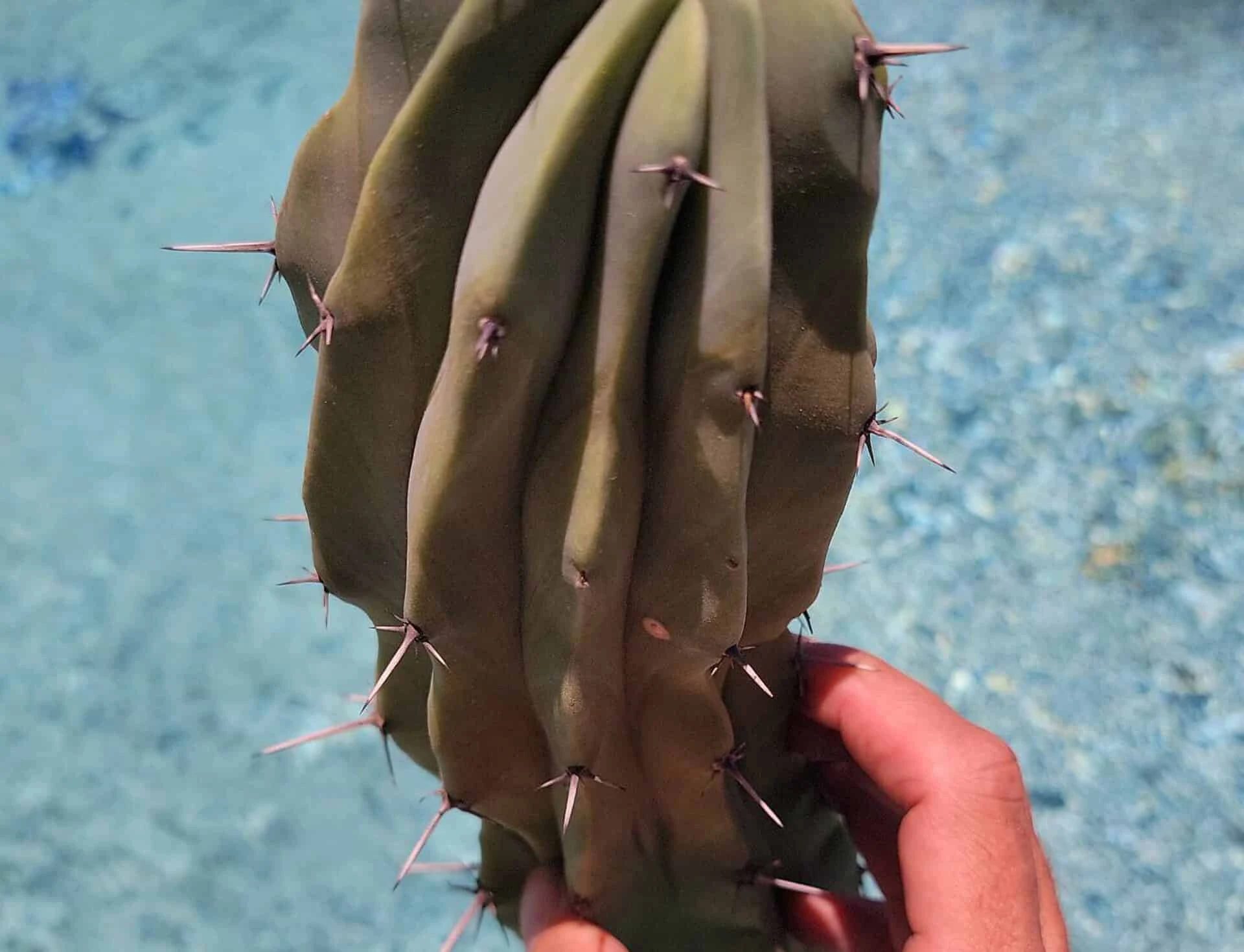 Myrtillocactus Geometrizans Cristata 13" Cutting