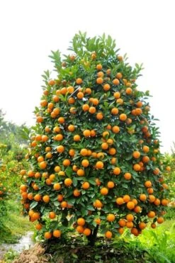 Calamondin 5-6ft Tall