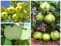 Queen Guava- Oi Nu Hoang Airlayer Tree