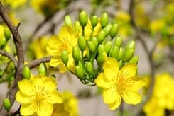 Mai Vang Flower Tree - Bonsai Tree