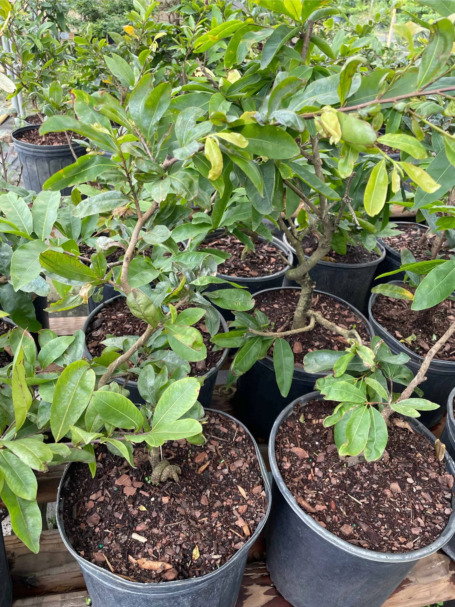 Mai Vang Flower Tree - Bonsai Tree - Image 2