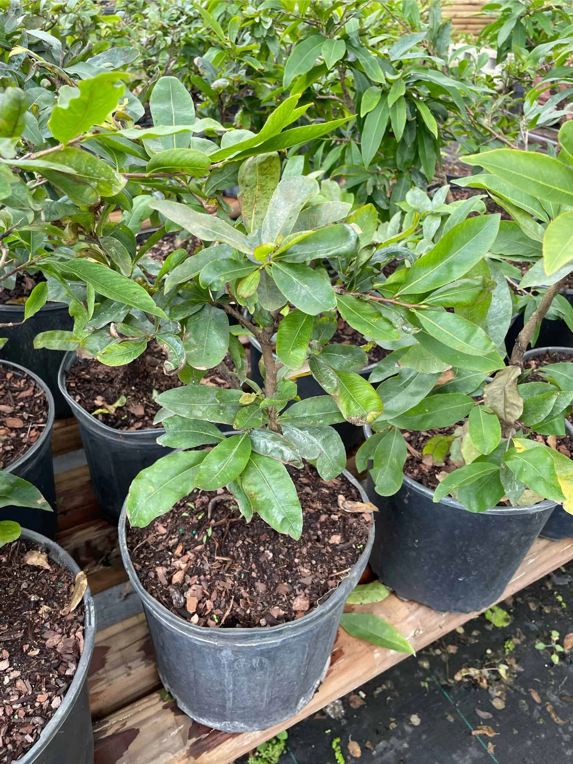Mai Vang Flower Tree - Bonsai Tree - Image 3