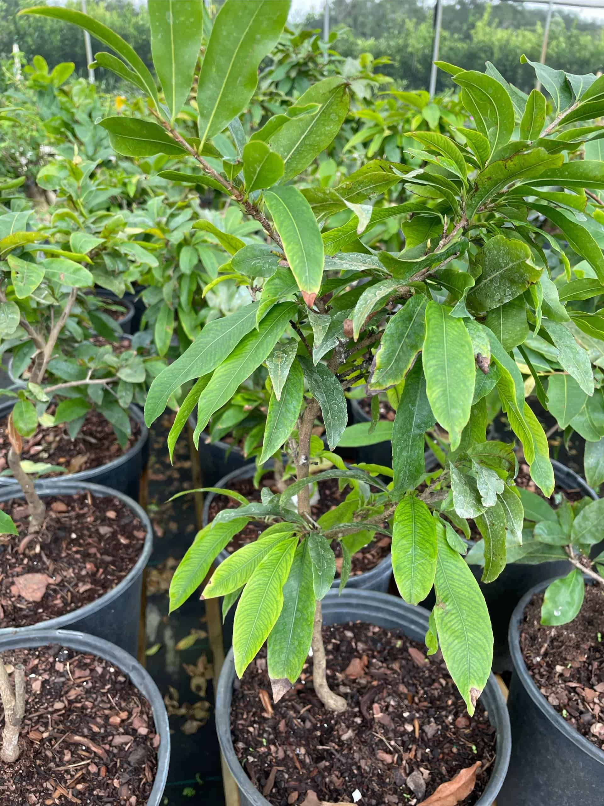 Mai Vang Flower Tree - Bonsai Tree - Image 4