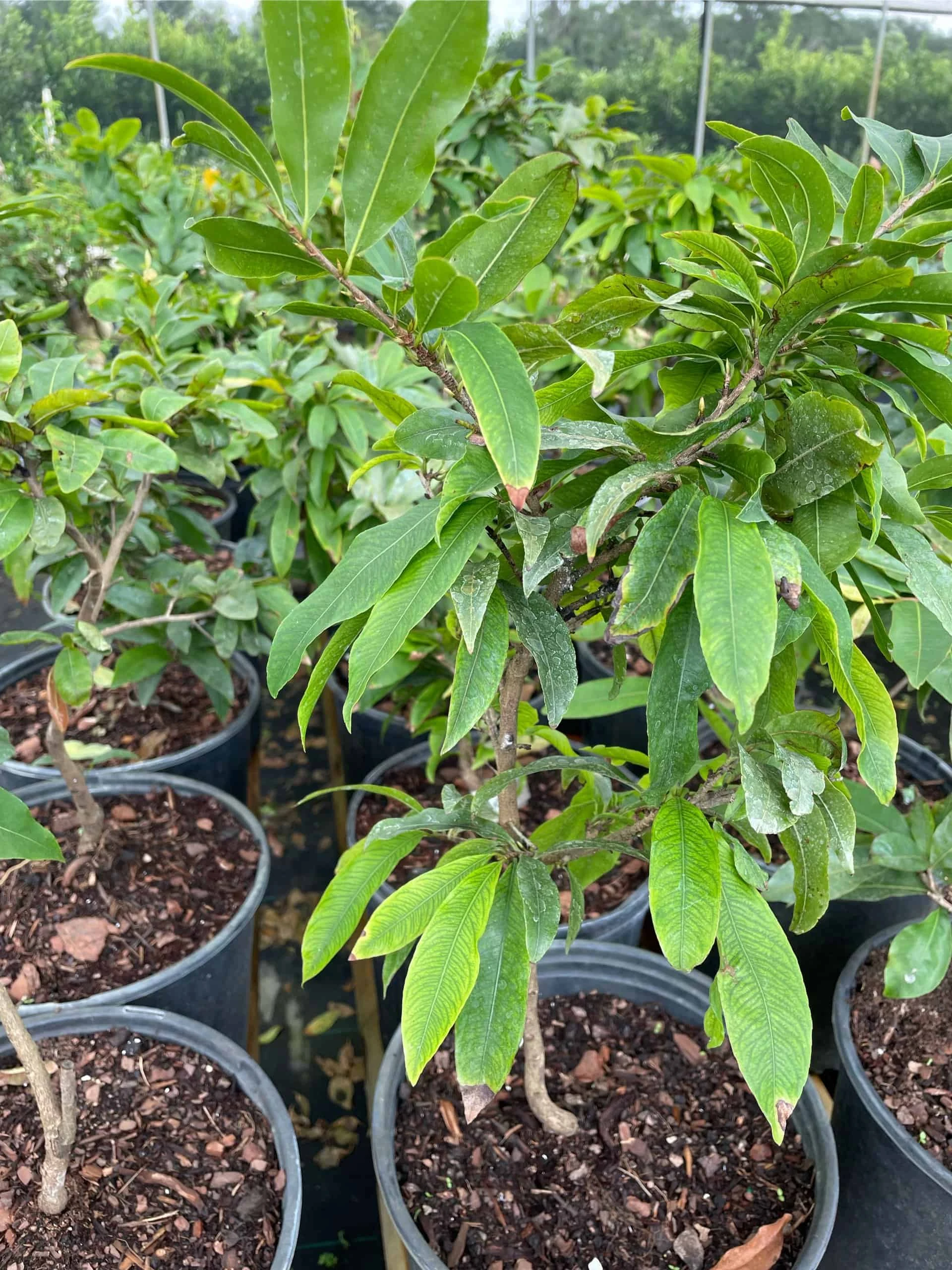 Mai Vang Flower Tree - Bonsai Tree - Image 5