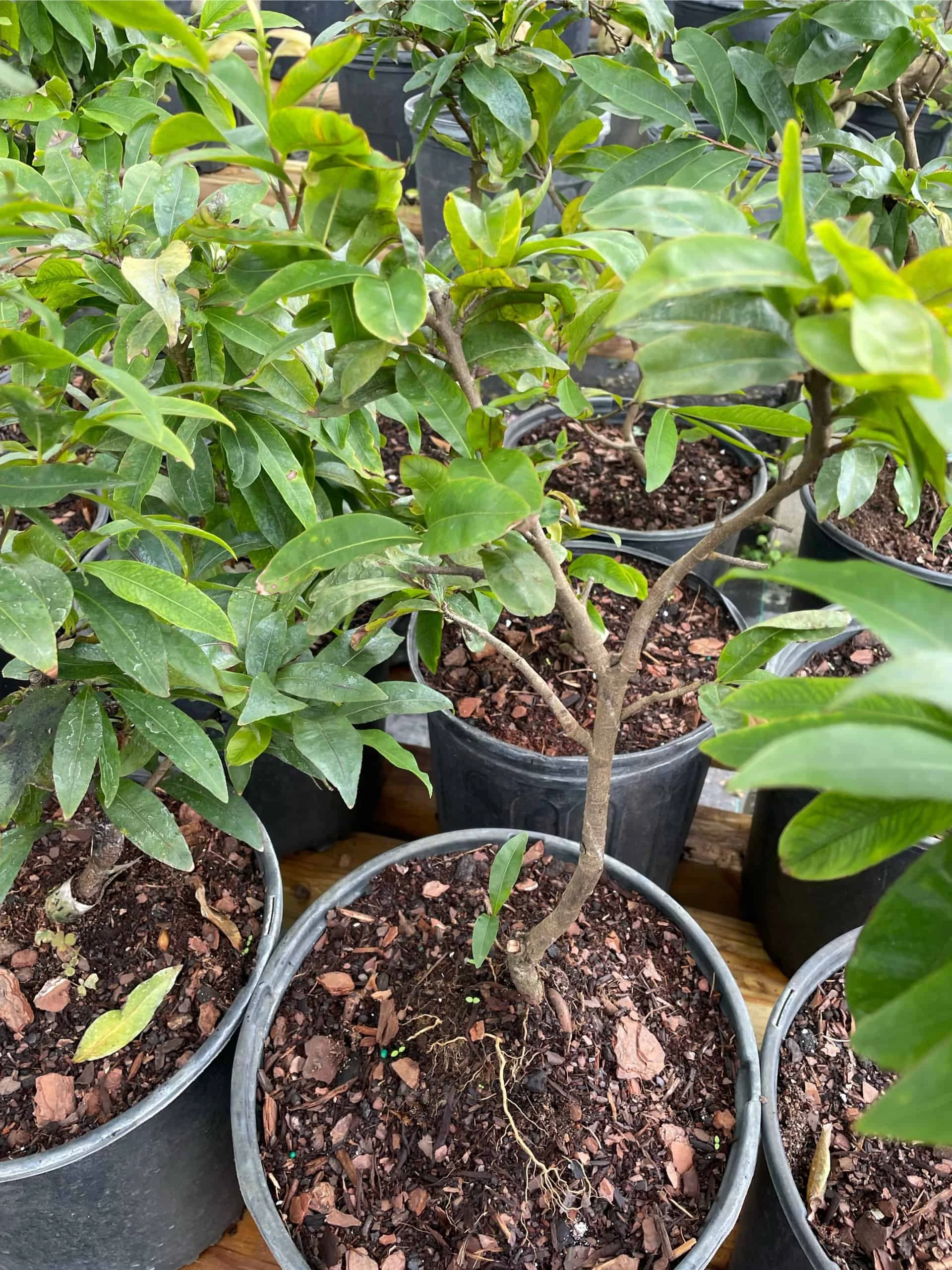 Mai Vang Flower Tree - Bonsai Tree - Image 6