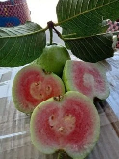 Taiwanese Ruby Guava- Airlayer Tree 7 Gallon