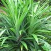 Pandan Leaves Tree - Full Roots- Free Ship